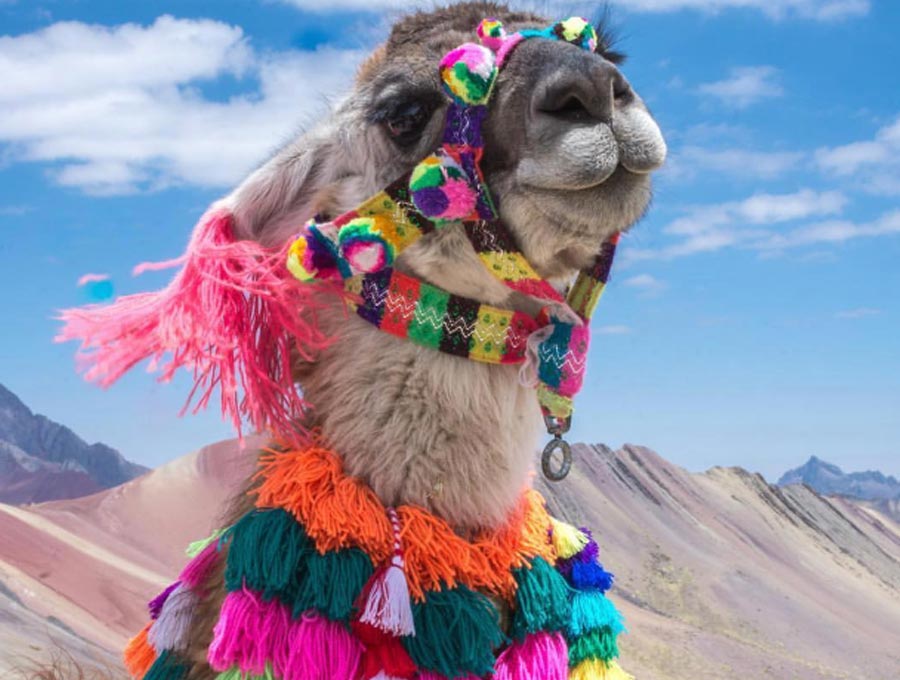 alpaca in Peru, tours to rainbow mountain Cusco, tours in Peru